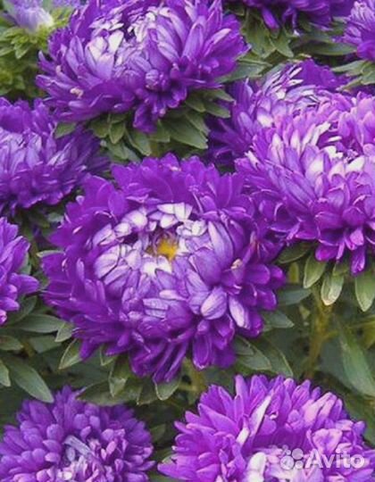 Астра обильноцветущая Марина 0,2 гр