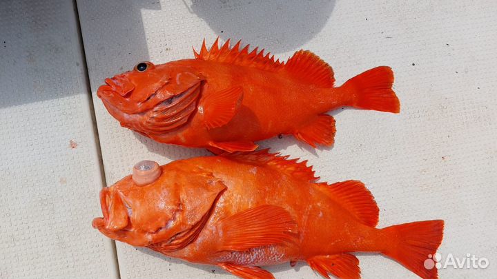 Морскаяи рыбалка, крабалка