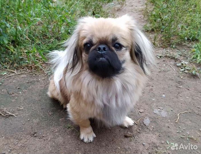 Вязка пекинес