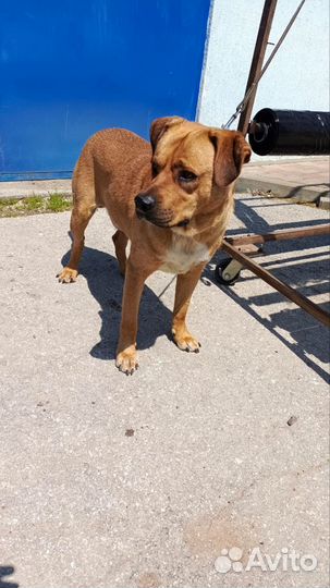 Собака в добрые руки