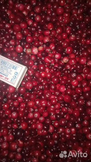 Клюква свежая Ягода