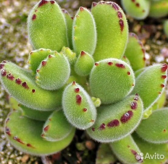 Комнатные растения цветы, суккуленты