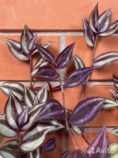 Традесканция 4 сорта