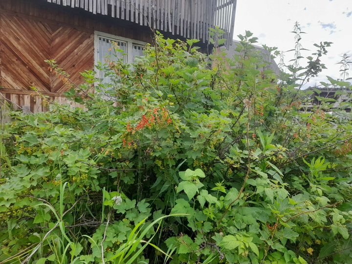 Дача 24 м² на участке 5 сот.