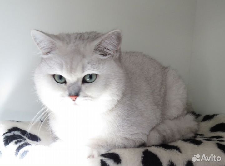 Шикарный британский кот