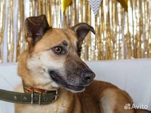 Собака пёс из приюта