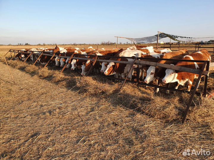 Домашнее коровье молоко