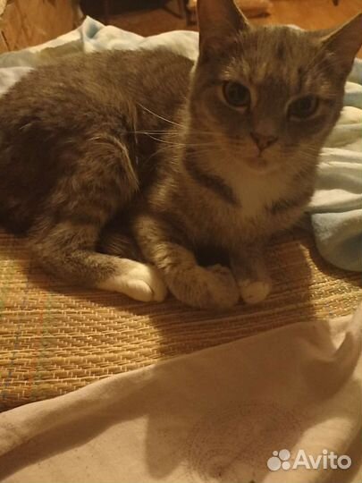 Кошка в надежные руки