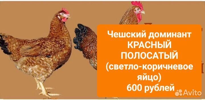 Куры молодки несушки В Утечино 2 км от Н.Новгорода