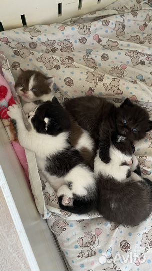 Британские котята