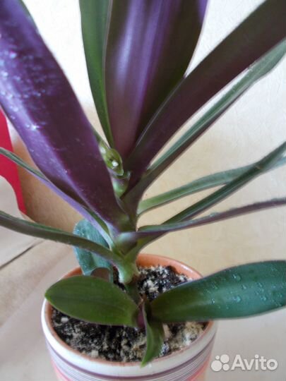 Комнатное растение - Рэо