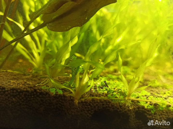 Валлиснерия спиральная