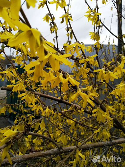 Декоративные растения для вашего сада