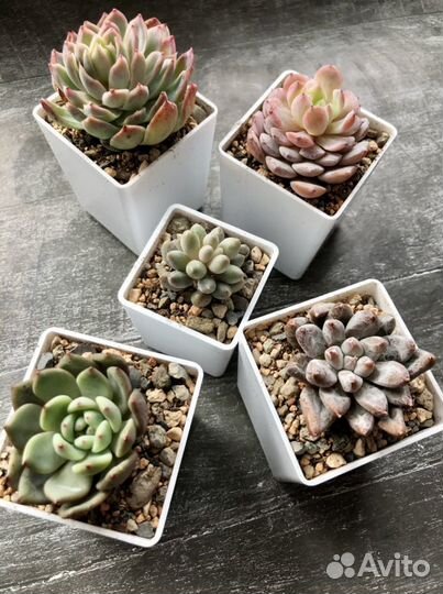 Горшки белые для суккулентов и кактусов