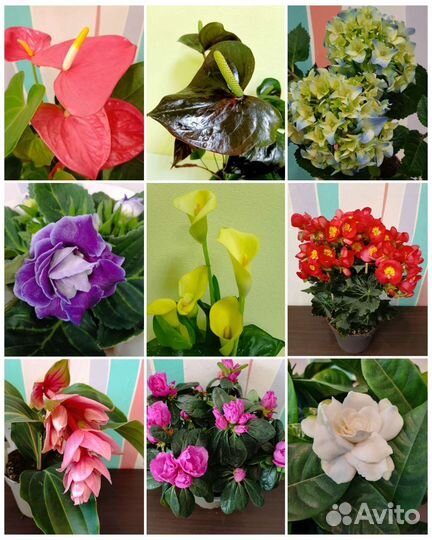 Цветущие в подарок в наличии и под заказ