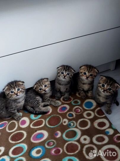 Шотландские котята