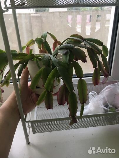 Декабрист шлюмбергера розовый