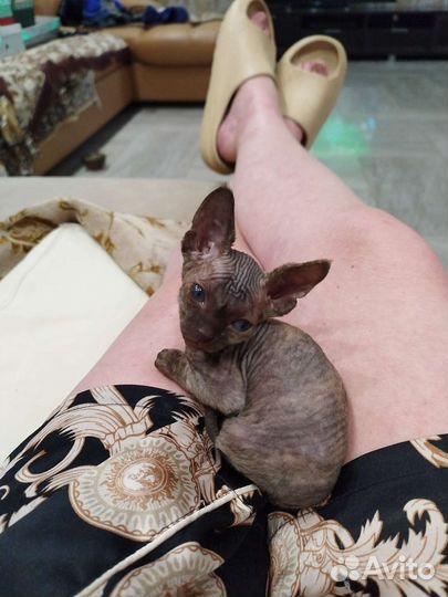 Канадский сфинкс девочка