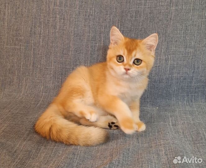 Британский котенок