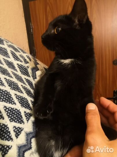 Кашечка ждет своих хозяев