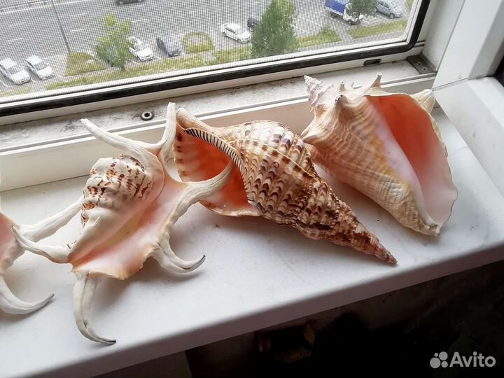 Коллекция ракушек