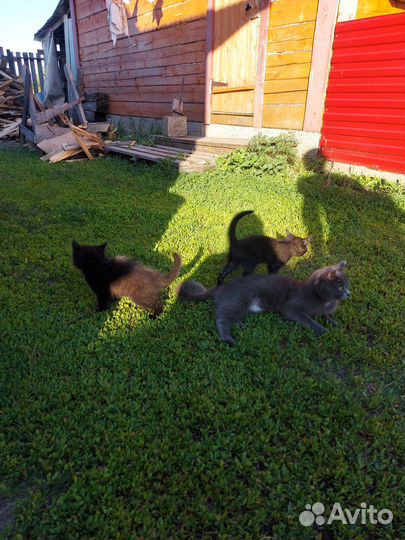 Котята в добрые руки