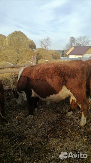 Крс, быки, тёлки