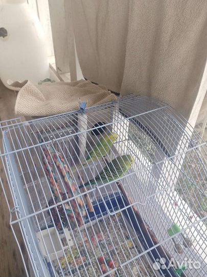 Волнистый попугай