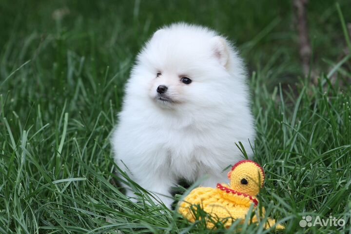 Мальчик карликовый