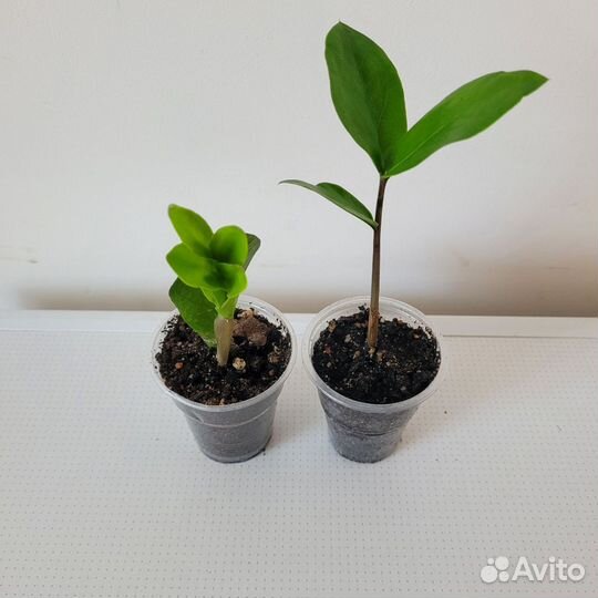 Замиокулькас долларовое дерево