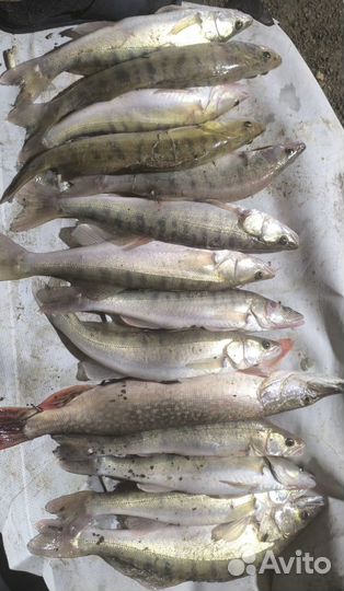 Свежая рыба судак