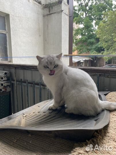 Кот в добрые руки