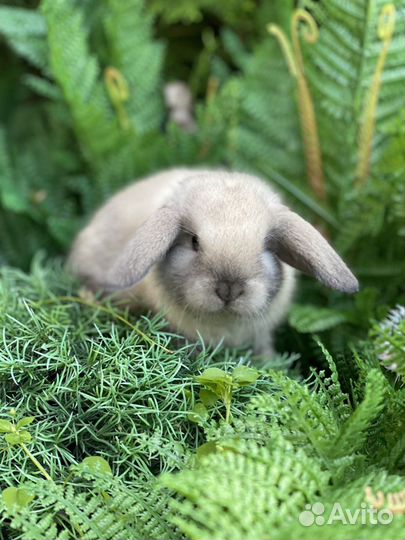 Мини Кролики
