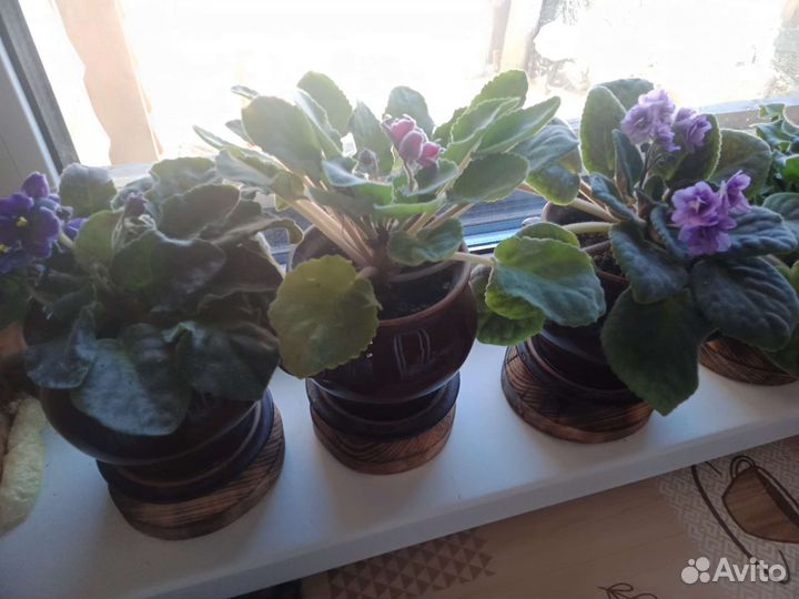 Фиалка в горшках