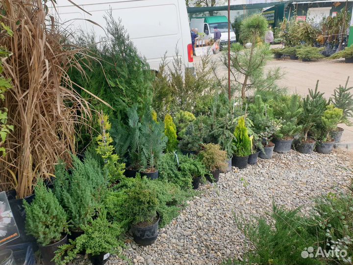 Саженцы,Кустарники,Декоративные растения для сада