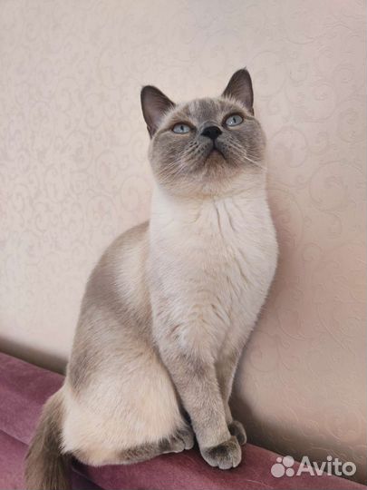 Шотландская кошка вязка