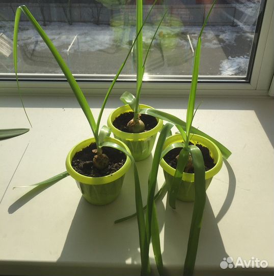 Индийский лук