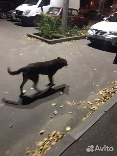 Рыжий пес бесплатно
