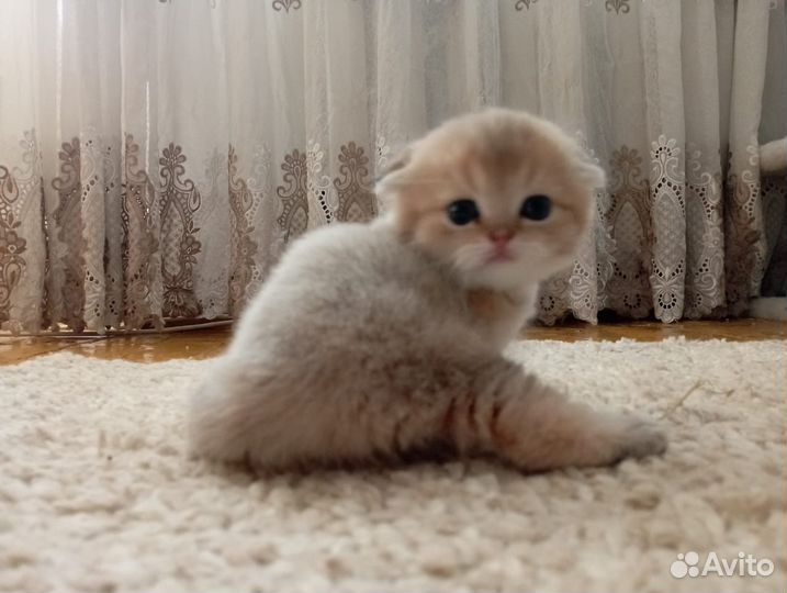 Шотландская золотая шиншилла