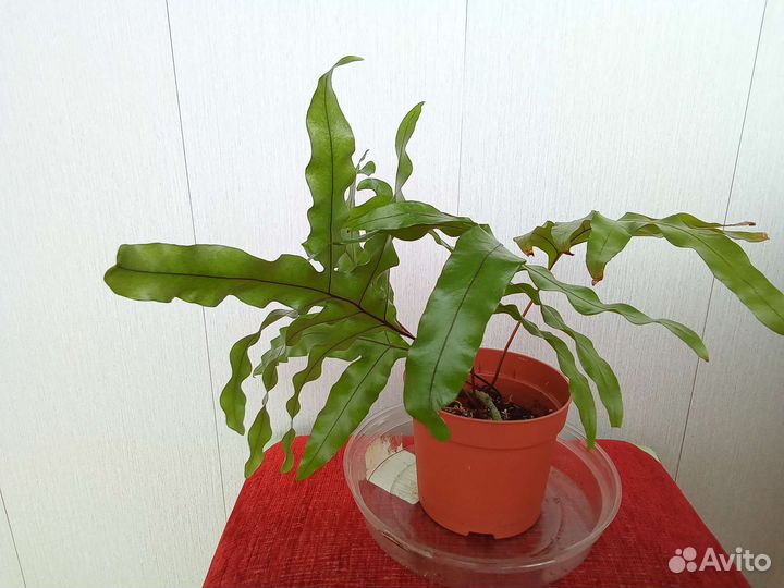 Папоротник микросорум