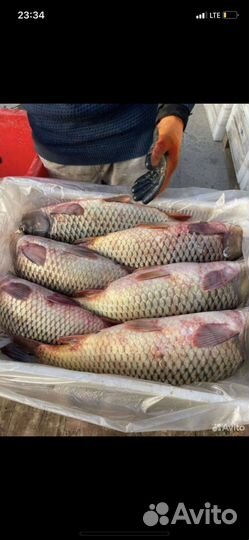 Рыба доставкой за границу