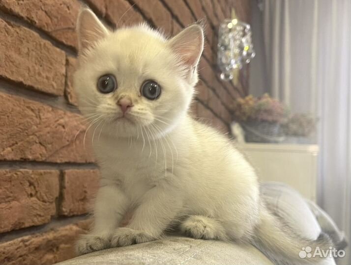 Шиншилла пойнт Голубоглазая плюшевая девочка