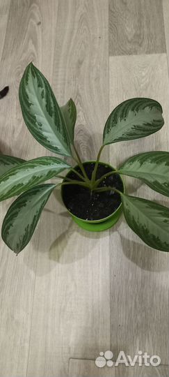 Аглоанема сильвер бей