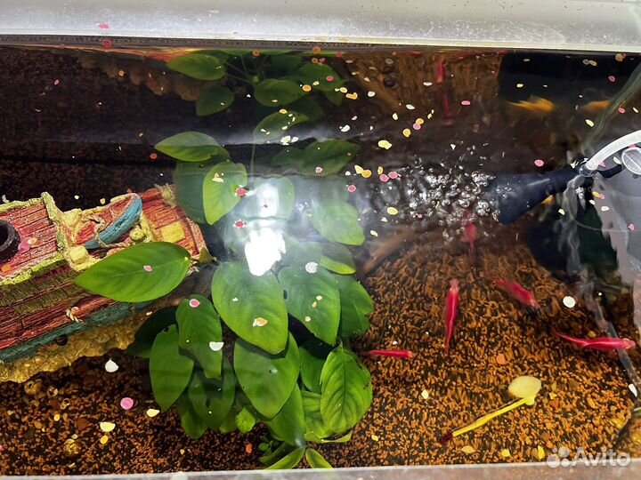 Аквариум с рыбками