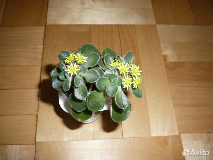 Цветок комнатный аихризон (дерево любви)