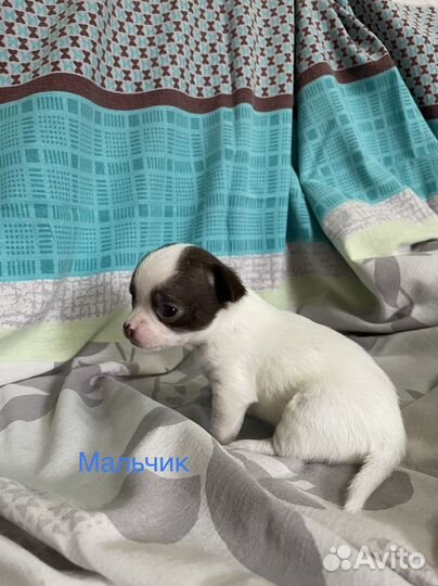 Щенки чихуахуа