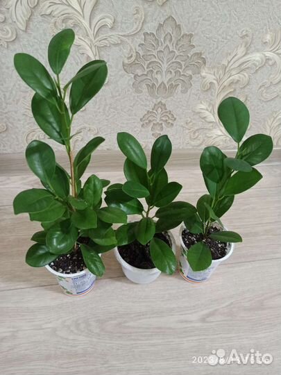 Фикусы микрокарпа мокламе