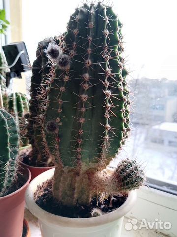 Кактусы и скуленты