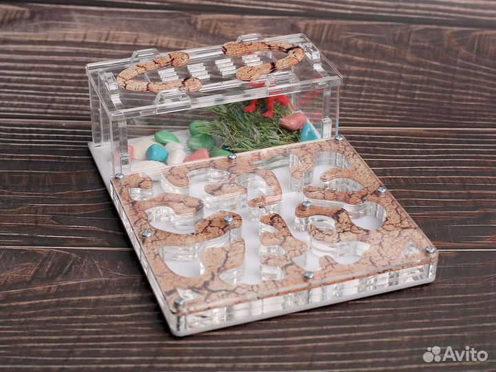 Муравьиная ферма с муравьями в Чита