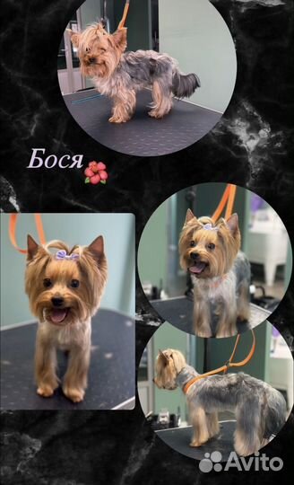 Стрижки собак и кошек (груминг)